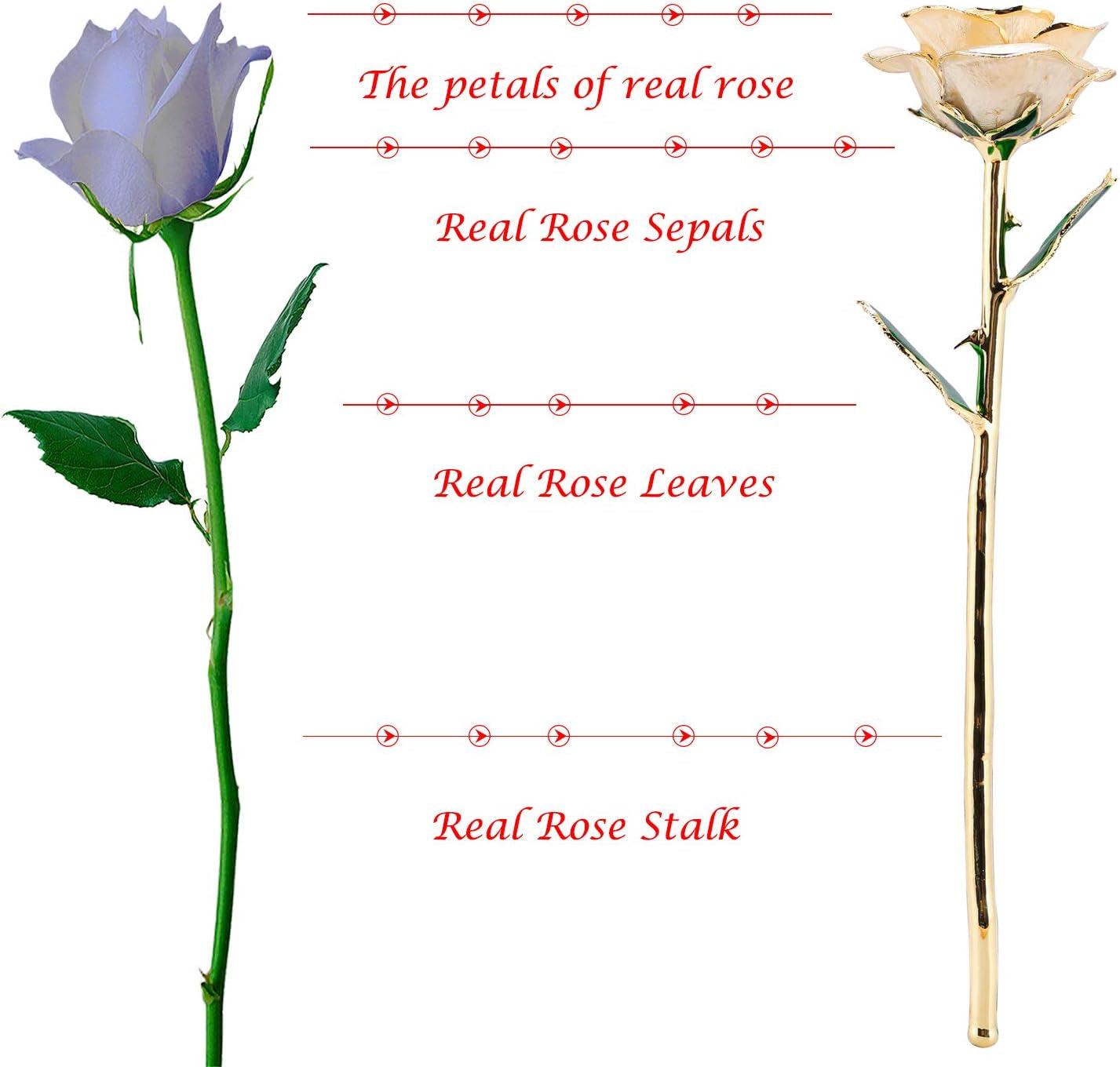 24K Gold Dipped Rose, Gold Dipped Rose Made from Real Rose Best Gifts for Her and Great Gifts for My Love, Ivory with Stand